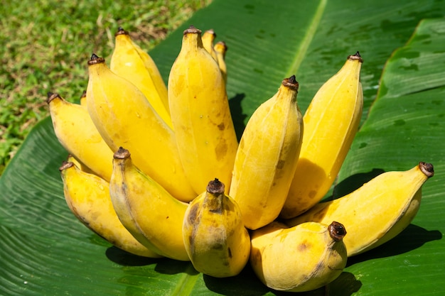 Ein Zweig von saftigen gelben Bananen auf einem grünen Bananenblatt. Reife saftige Früchte.