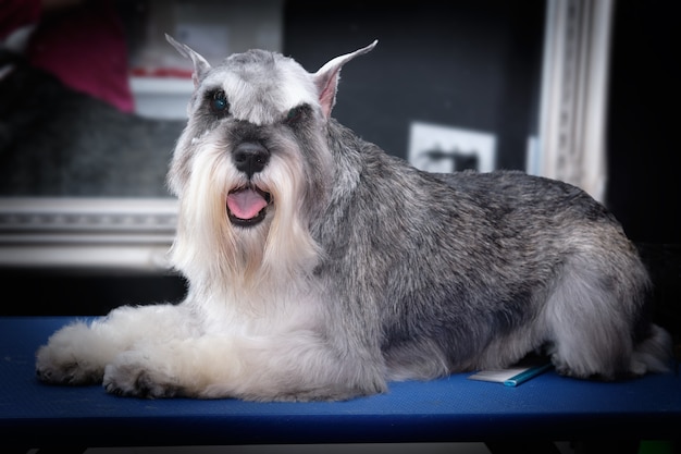 Ein Zwergschnauzer-Hund liegt nach der Fellpflege vor dem Spiegel