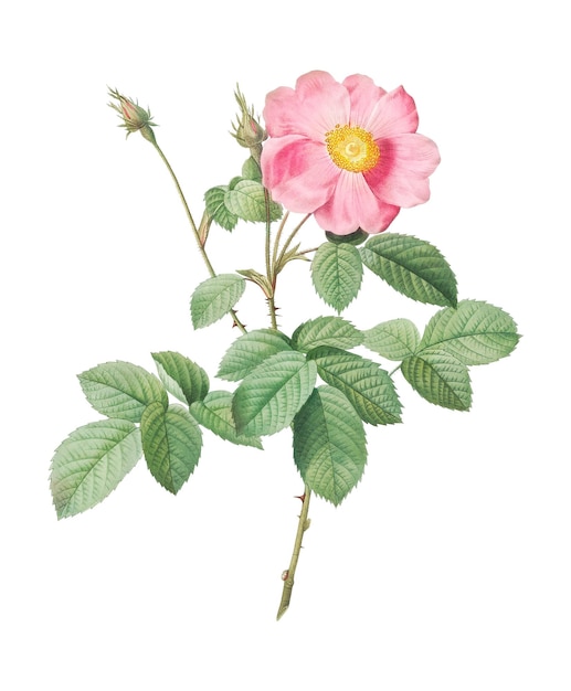 Einblühende Kohlrose durchsichtig png