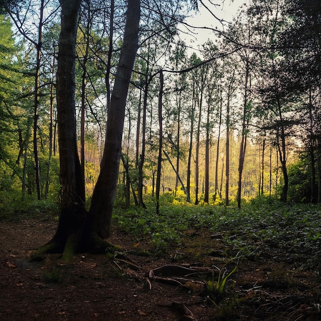 Eindringlich schöner Abend im Wald 45620