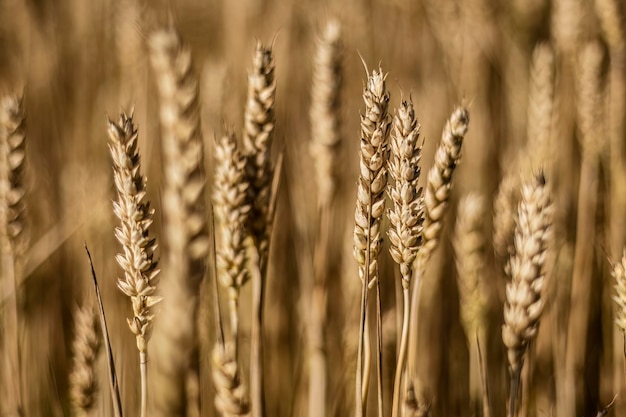 Eindrucksvolles Makrodetail eines natürlichen Bio-Gerstenstachels