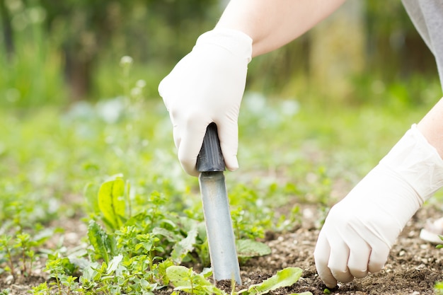 Eine ältere Frau / ein älteres Mädchen / eine ältere Dame, die während der schönen Frühlings- / Sommerzeit Unkraut mit üppigem schwarzen Rasen auf ihrem riesigen / großen botanischen Garten entfernt; harte Arbeit (farbiges Bild, warmer Filter)