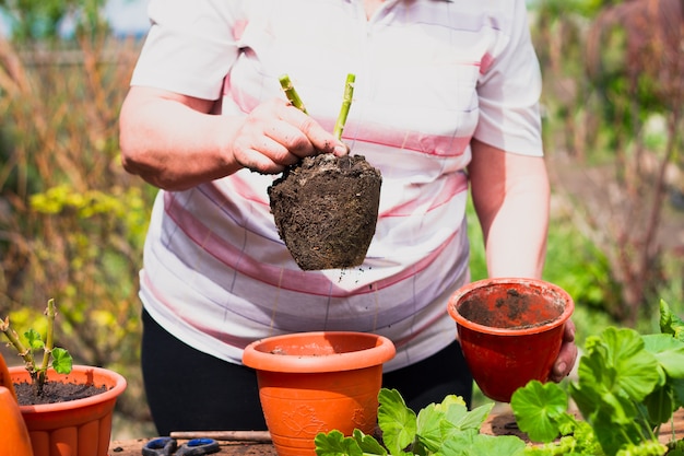 Eine ältere Frau kaukasischer Abstammung hält eine junge grüne Blume mit Wurzeln und Erde in den Händen