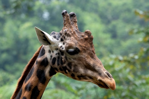 Eine afrikanische Giraffe in einem tropischen Wald