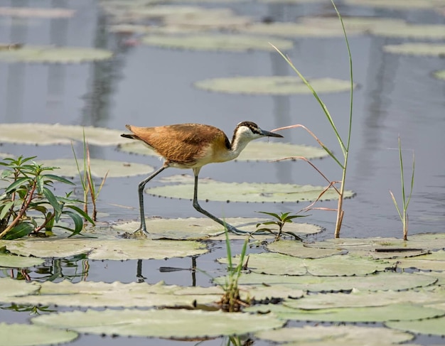 Eine afrikanische Jacana, die auf Lilienblättern am Okavango-Fluss spazieren geht