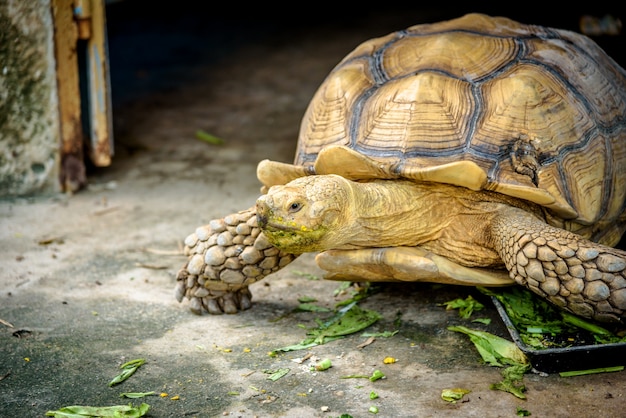 Eine Aldabra-Riesenschildkröte, die Gras kaut