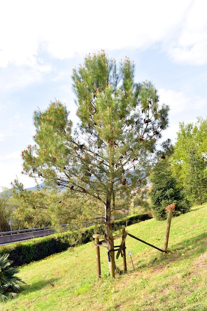 Eine Aleppo-Kiefer Pinus halepensis, ein im Mittelmeerraum beheimateter Nadelbaum, in einem öffentlichen Park