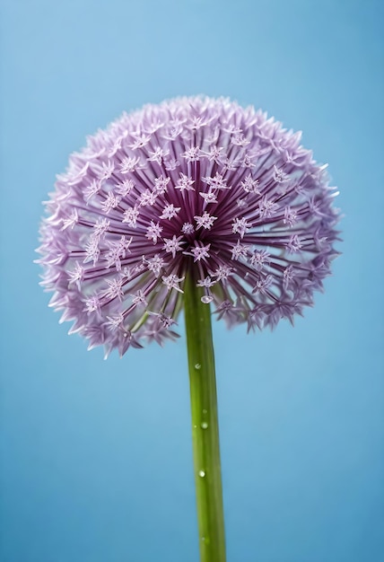 eine Alliumblume gegen einen blauen Himmel