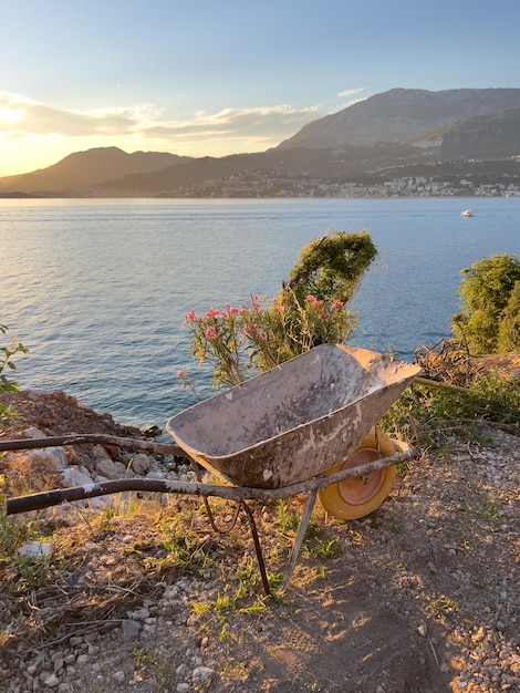 Eine alte Bauschubkarre steht in der Nähe eines blühenden Busches am Meeresufer