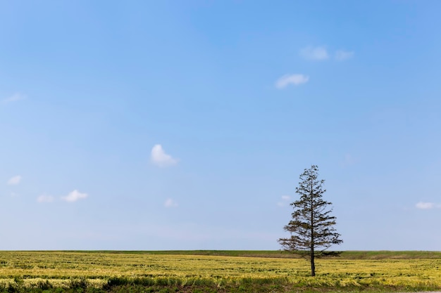 Eine alte Fichte im Feld