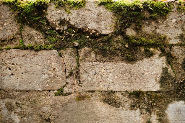 Eine alte Steinmauer, die mit grünem Moos bewachsen ist