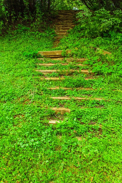 eine alte Treppe im Wald mit grünem Gras bedeckt