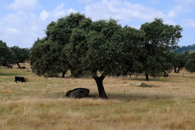 Eine alte und große Steineiche bietet einer Kuh und ihrem Kalb Eicheln als Futter