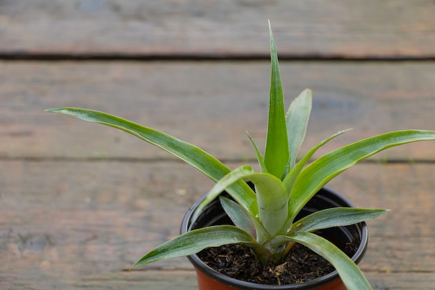 Eine Ananas im Topf mit sehr schönen Blättern aus nächster Nähe