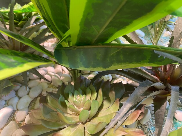 Foto eine ananaspflanze mit einem blatt, auf dem „ananas“ steht