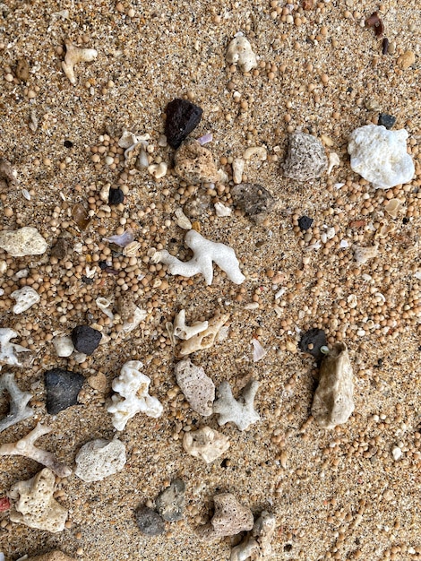 Eine Ansammlung kleiner Felsen und kleiner Muscheln am Strand