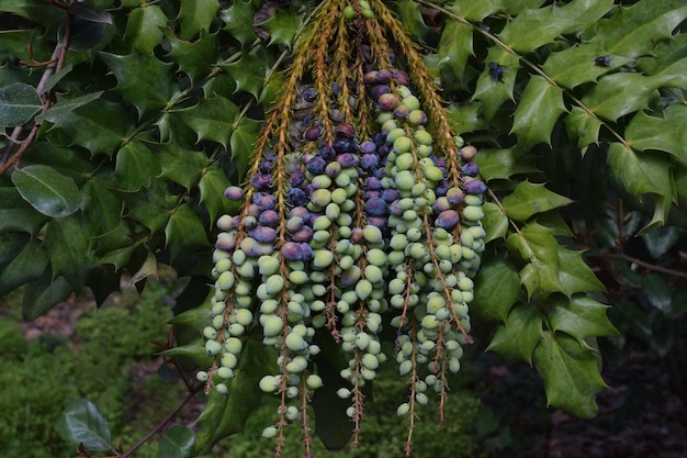 Eine Ansammlung von Mahonia aquifolium-Früchten