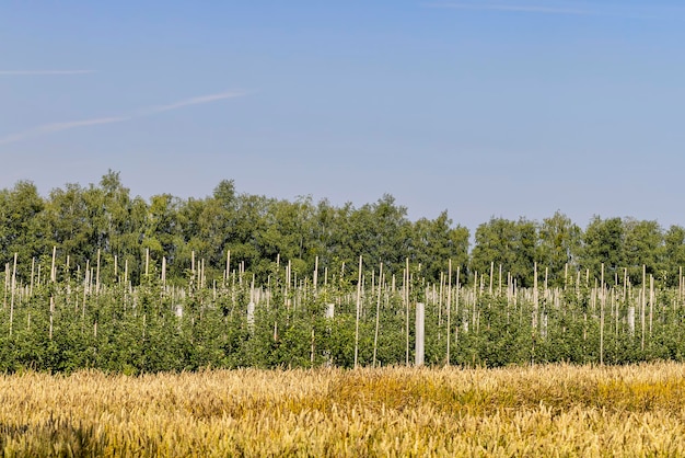 Eine Apfelplantage mit vielen jungen Bäumen