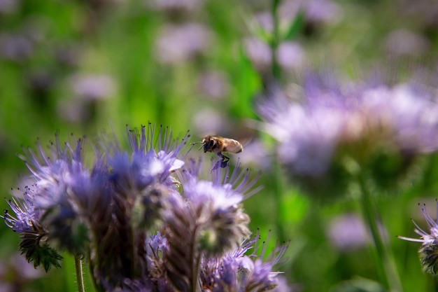 Eine Arbeiterbiene sammelt Pollen von einer Phacelia-Blume, um Honig herzustellen