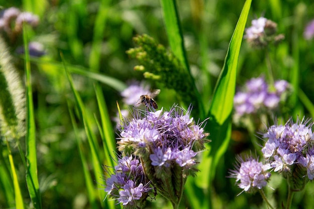 Eine Arbeiterbiene sammelt Pollen von einer Phacelia-Blume, um Honig herzustellen