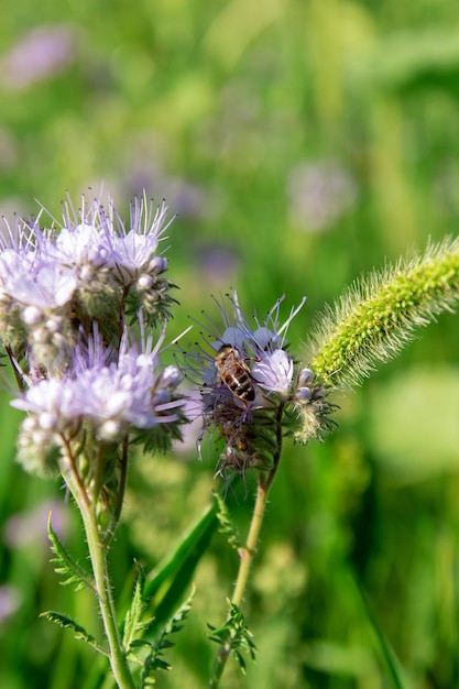 Eine Arbeiterbiene sammelt Pollen von einer Phacelia-Blume, um Honig herzustellen