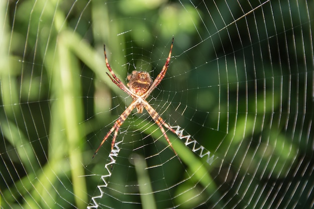 Eine Argiope lobata Pallas Spinne, auf ihrem Netz im Garten