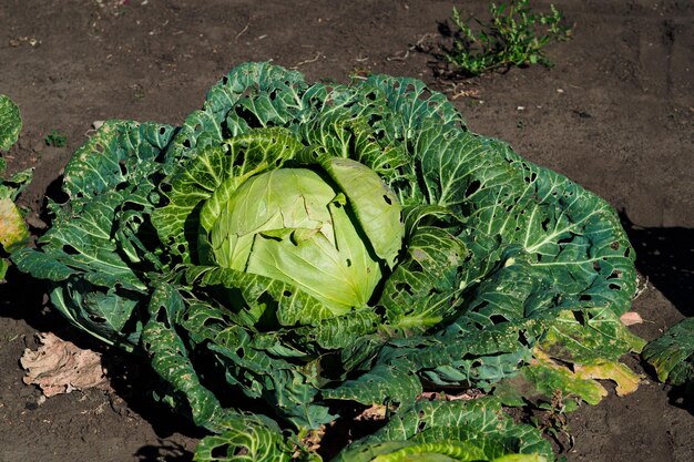 Eine Art reifer Kohlkachan im Garten Hintergrund