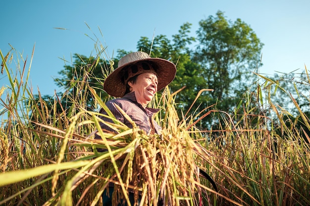 Eine asiatische Bäuerin im Seniorenalter, die Reis auf einem Feld erntet, Reispflanzen in Goldgelb auf dem Land