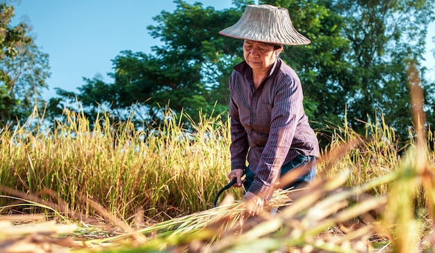 Eine asiatische Bäuerin im Seniorenalter, die Reis auf einem Feld erntet, Reispflanzen in Goldgelb auf dem Land