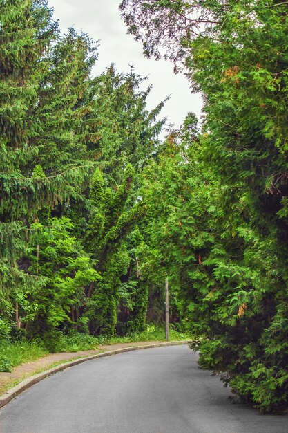 Eine asphaltierte Straße führt durch den Kiefernwald