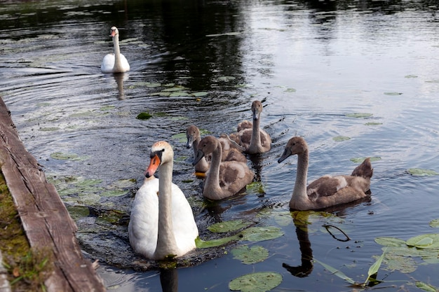 Eine auf dem See treibende Schwanenfamilie mit jungen grauen Küken, die bereits erwachsen sind, Sommerzeit auf dem See