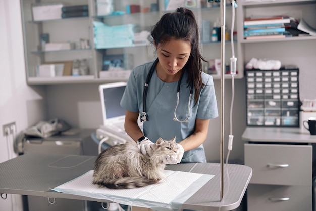 Eine aufmerksame asiatische Veterinärin untersucht eine flauschige graue Katze auf dem Tisch