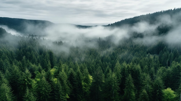 Eine Aufnahme eines Waldes aus der Vogelperspektive mit einer weißen Nebeldecke