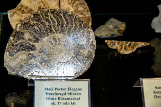 Foto eine ausstellung von fossilien, darunter eine nautilusmuschel.