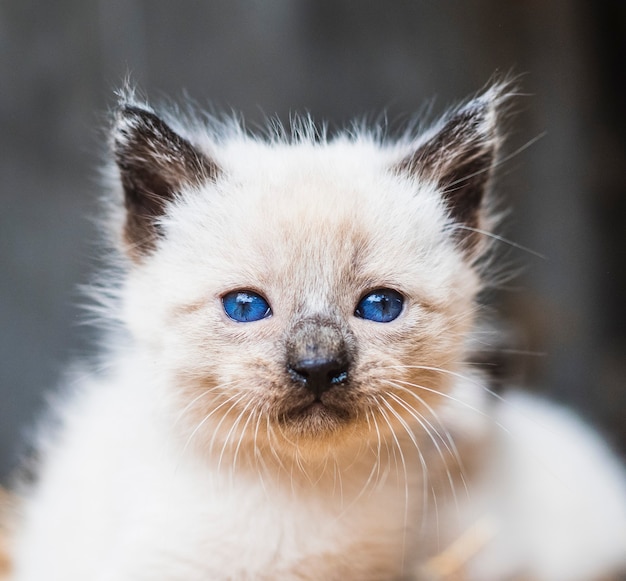 Eine Babykatze mit blauen Augen