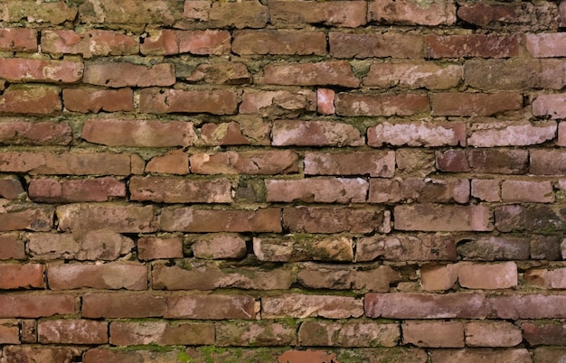 eine Backsteinmauer mit einem grünen Moos, der darauf wächst