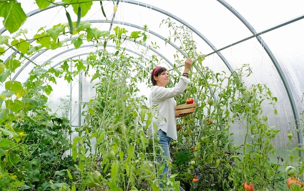 Eine Bäuerin, die im Bio-Gewächshaus arbeitet. Frau, die Biopflanzen, Tomaten in der Farm anbaut