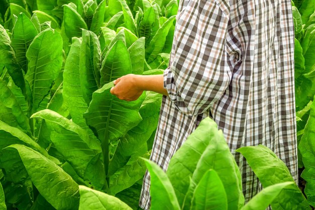 Eine Bäuerin inspiziert Tabaksträucher auf einer Tabakfarm. Tabakanbaukonzept