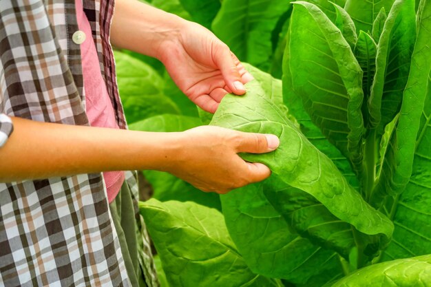 Eine Bäuerin inspiziert Tabaksträucher auf einer Tabakfarm. Tabakanbaukonzept