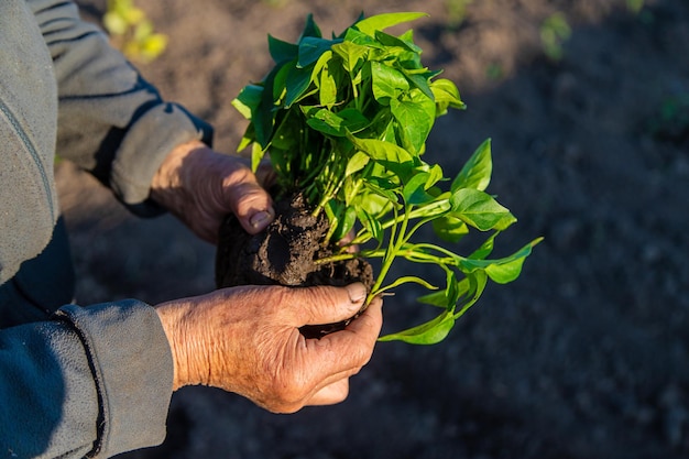 Eine Bäuerin pflanzt Paprika in ihrem Garten. Selektiver Fokus