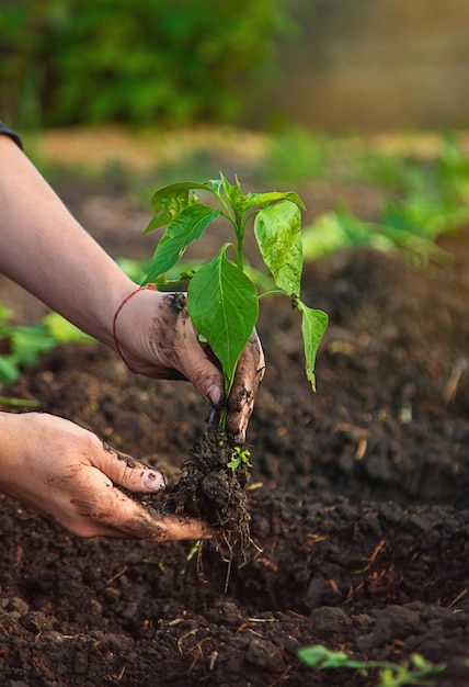 Eine Bäuerin pflanzt Paprika in ihrem Garten. Selektiver Fokus