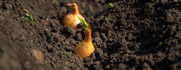 Eine Bäuerin pflanzt Zwiebeln in ihrem Garten. Selektiver Fokus