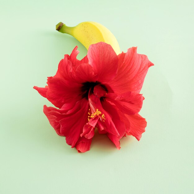 Eine Banane mit einer roten Hibiskusblüte, die auf pastellgrünem Hintergrund herauskommt