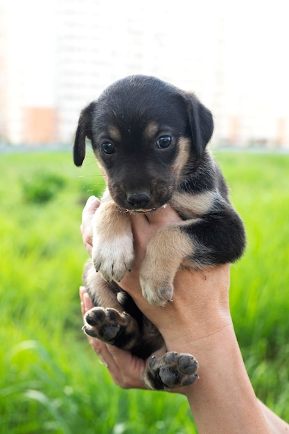 Eine Bande streunender Hunde.Obdachloser Hund auf der Straße der Altstadt.Obdachloses Tierproblem.