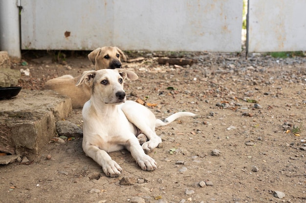 Eine Bande streunender Hunde. Obdachloses Tierproblem.