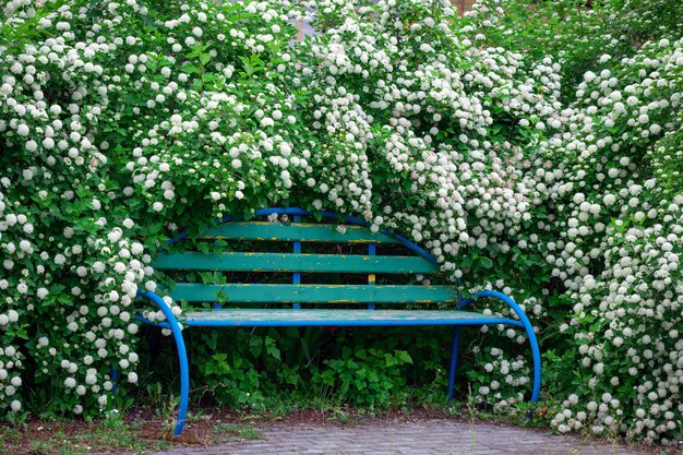 Eine Bank im Park unter einem Strauch, der mit weißen Blüten blüht, niemand