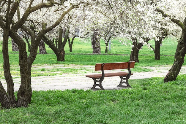 Eine Bank in einem Frühlingspark Frühlingsblühende Bäume und grünes Gras rund um die Stadtlandschaft