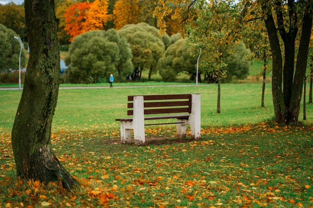 Foto eine bank in einem park mit einem baum im hintergrund.