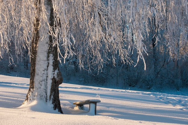 Eine Bank unter einem schönen Baum im Rauhreif vor dem Hintergrund eines Winterwaldes im Schnee