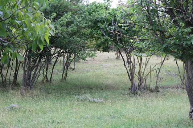 Eine Baumgruppe auf einem Feld